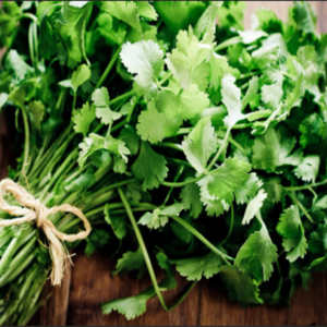 Cilantro