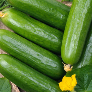 Cucumber $.99 each