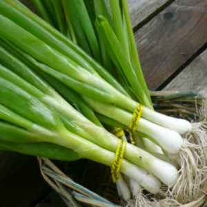 Green Onion